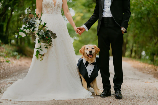 The Ultimate Guide to Include Your Dog In Your Wedding